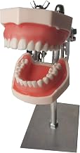 Prepare Dental Model - Teeth Study Teaching Model with Stand- Teeth Model with 28 Teeth Model - for Tooth Preparation