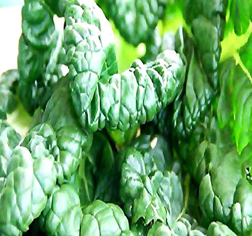 Big Pack - (5,000) Tat SOI Tatsoi Tah Tsai Spinach Seed - Chinese Vegetable - Non-GMO Seeds by MySeeds.Co (Big Pack - Tat SOI)