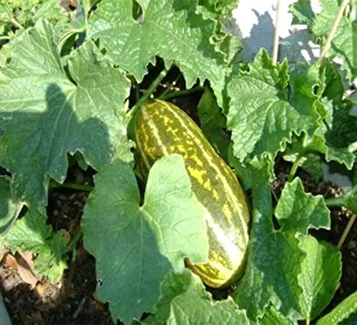 TOMHHY Thai Melon Vietnam Dua Gang Seed Musk Melon Long Muskmelon 45 Seeds