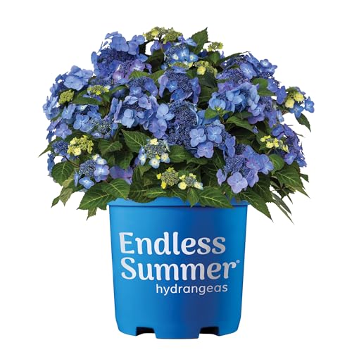 Endless Summer 1 Gal. Pop Star Hydrangea Shrub