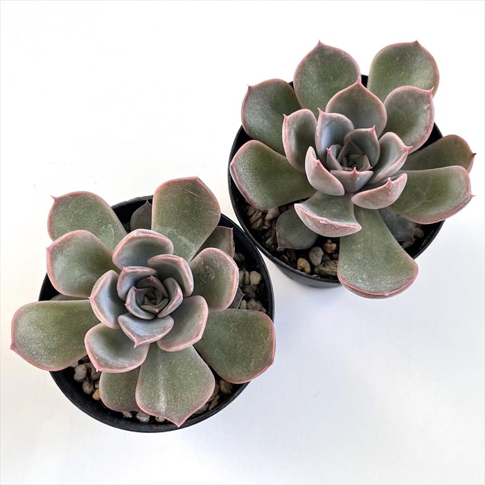 Amazon｜多肉植物 skエケベリア リンゼアナ×ルシンダ 多肉植物