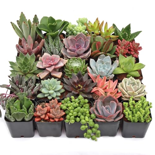 Mountain Crest Gardens Ultimate Succulent Variety Pack - 25 Unique Live Plants, Many Types, Rooted in 2 inch Pots - Indoor/Outdoor Real Succulents for Garden Decor, Favors, DIY Arrangements