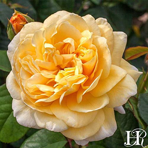 Own-Root One Gallon Moonlight Romantica Hybrid Tea Rose by Heirloom Roses