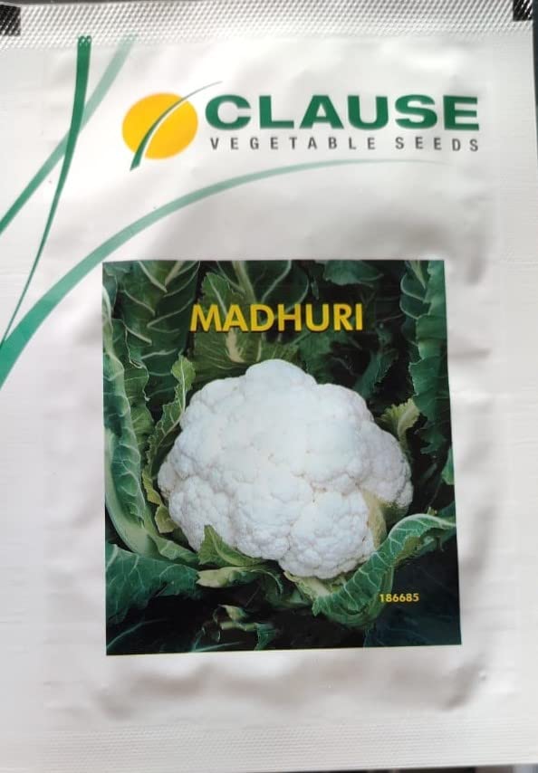 Clause. Cauliflower, Madhuri 10 gm Amazon.in Garden & Outdoors