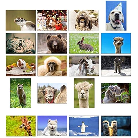 20 Blank Animal Photo Greeting Cards Cover
