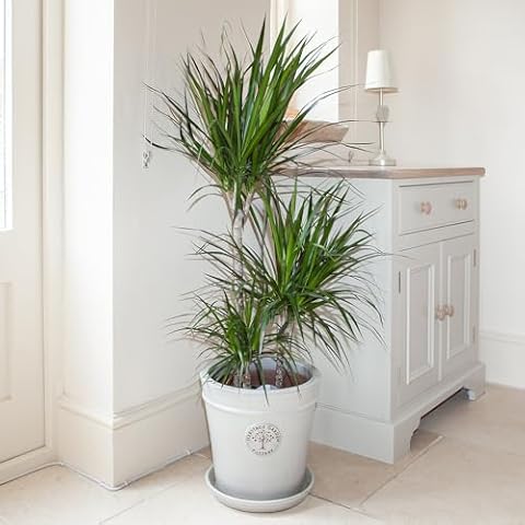 YouGarden Dracaena Marginata Indoor Houseplant Cover