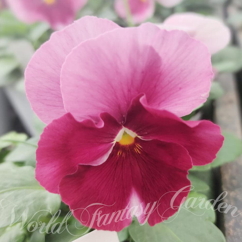Amazon｜ハッピーガーデン 花苗 パンジー パシオ ピンクフレア 3.5号 2