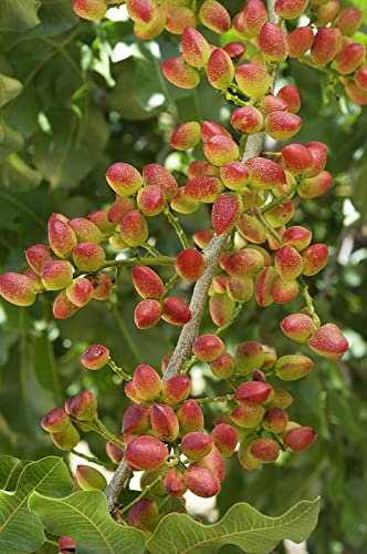 See full amazon price history chart for Growleaf Nursary Live Pista Badam Plant/Pistachio Nut Plant/Grafted Healthy Pistachio Nut Plant For Home Garden, (Pack Of 1) Growleaf Nursary Live Pista Badam Plant/Pistachio Nut Plant/Grafted Healthy Pistachio Nut Plant For Home Garden, (Pack Of 1) (B0BJV6SZRL) Amazon Price History, Amazon Price Tracker