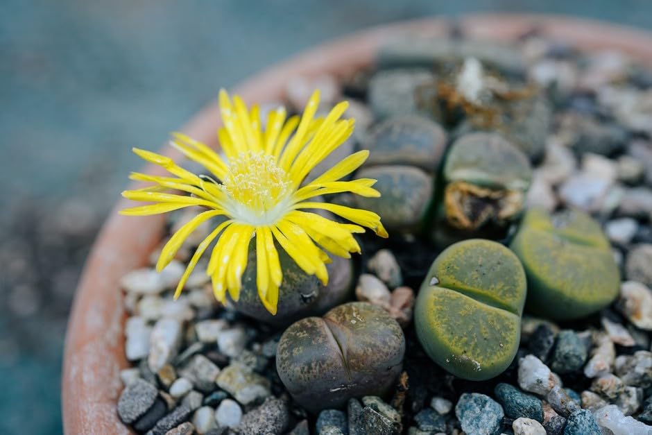 Kiddos Castle Futaba Lithops Pseudotruncatella Living Stone (Lithops) Rare Succulent Seeds - 50 Seeds