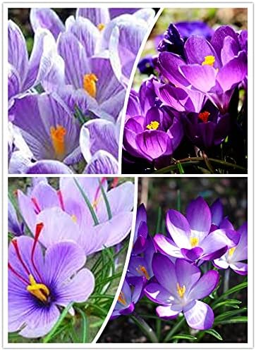 Amazon クロッカス ハナサフラン ハナサフラン球根 クロッカス球根 ガーデニング 庭で栽培 観賞用 8 球根 花 Amazon クロッカス ハナサフラン ハナサフラン球根 クロッカス球根 ガーデニング 庭で栽培 観賞用 8 球根 花