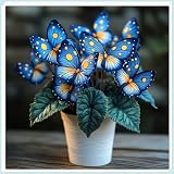 Colorful Butterfly Hosta — Wurzeln — Verströmt einen zarten Veilchenduft — Eine seltene Hosta— Pflegeleicht — Ein idealer Gartenakzent — (Kein Kunstprodukt)-2 Wurzeln-I