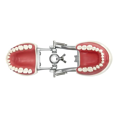 Miniatura 47 de 2 modelos de dientes estándar, modelo dental para adultos, modelo estándar de demostración de Typodont para niños, enseñanza dental, pantalla
