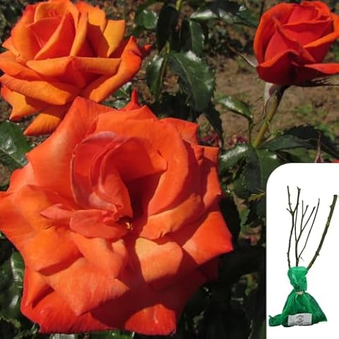 Rosa Remember Me Hybrid Tea Rose - Vibrant Blooms Cover