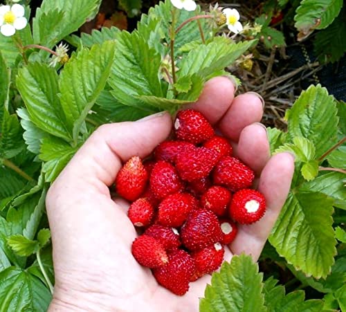 Amazon.com : Wild Strawberries Seeds Regina 100+ Seeds : Patio
