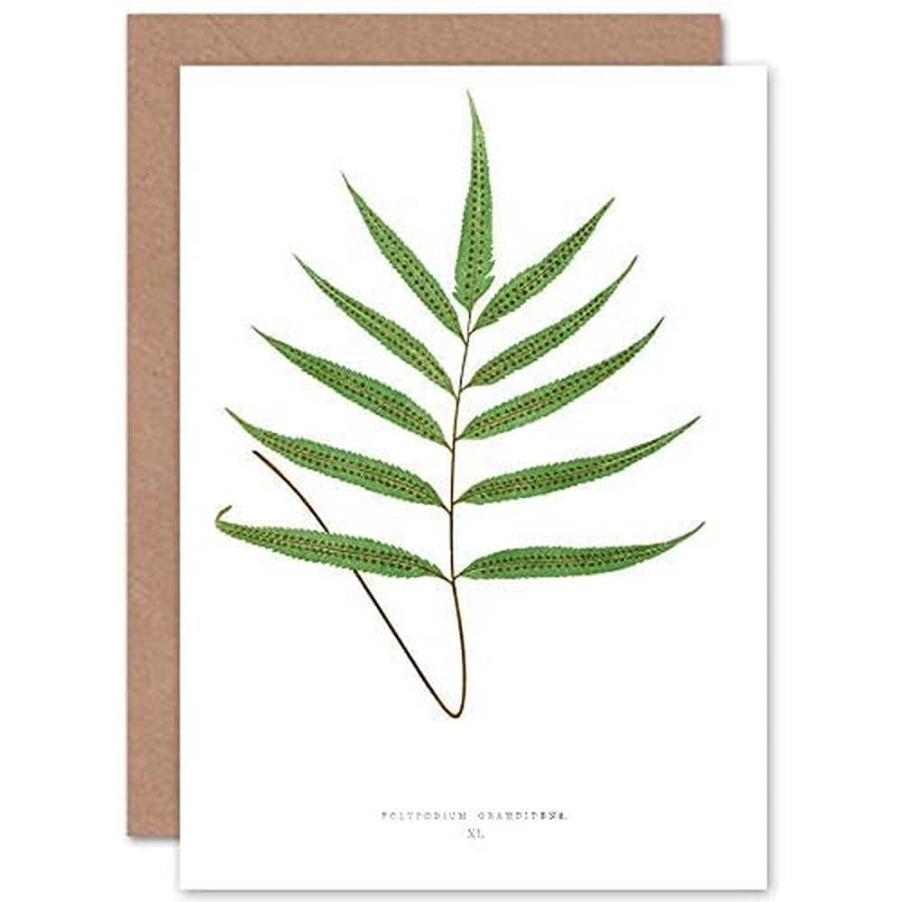 Wee Blue Coo Fern Polypodium Grandidens Greeting Card With Envelope Inside Premium Quality