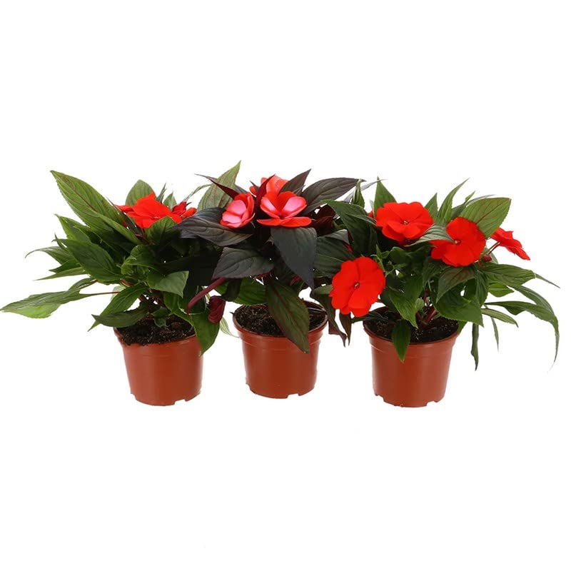 New Guinea Impatien Red - 13cm x 3 Pots (Live Plants)