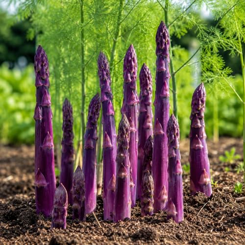 Purple Passion Asparagus Crowns 6 Pack