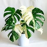 Constellation Monstera Plant Live, Rare Variegated Monstera Live Plant from 4 to 6 Inches Tall, Green and Cream Leaves, Tropical Houseplant