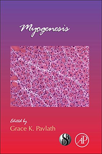 Myogenesis view 2