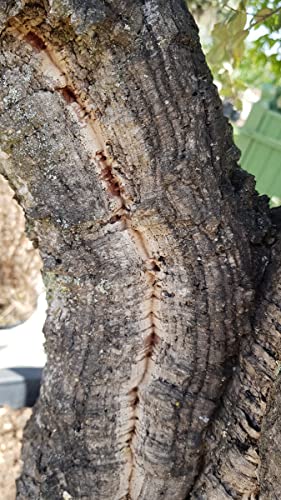 Quercus suber (semis) / Chêne liège/Conteneur de 3 à 4 litres/Baliveaux/Arbre d'ornement