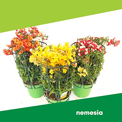 Nemesia