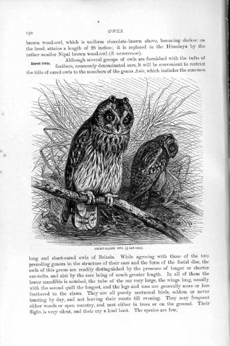 original old antique victorian print IMPRESSION À OREILLES COURTES DE PROIE D'OISEAU DE HIBOU DE L'HISTOIRE NATURELLE 1895 original old antique victorian print IMPRESSION À OREILLES COURTES DE PROIE D'OISEAU DE HIBOU DE L'HISTOIRE NATURELLE 1895