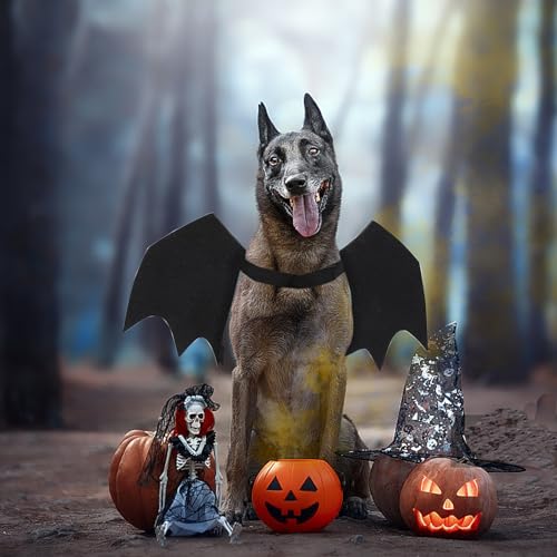 Haustier Fledermausflügel,Hund Fledermaus Kostüme mit 2Pcs Pumpkin Bell,Katze Fledermaus Kostüm,Halloween Katze Kleidung,Halloween Haustier Kostüm,Haustiere Cosplay-Kostüm(Schwarz)