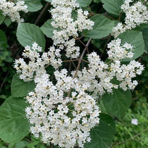 semillas resistentes de la bola de nieve de jardín, arbustos de ación resistente bola de nieve de invierno macizo, interior Decoración 25pcs