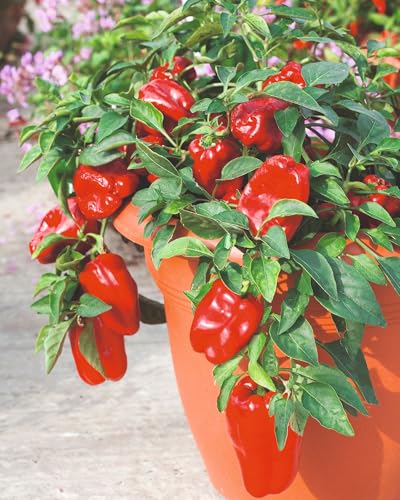 Pepper RedSkin F1 Sweet Crisp Red Peppers for Garden or Patio Easy to Grow High Yield Disease Resistant 1 x Seed Packet by Thompson and Morgan