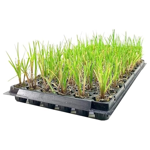 Nile Queen Papyrus | 3 Live Plants | Cyperus Shade & Wet Tolerant Aquatic Foliage