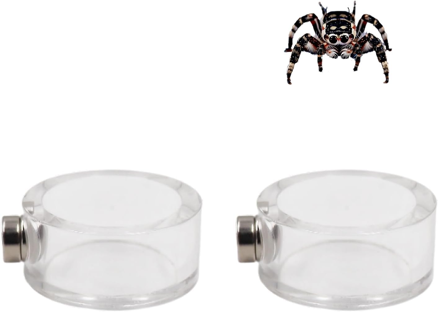 Dnoifne 2er-Set Auslaufsichere Futter- und Wasserschale für Springspinnen mit Magnet, Acryl-Zubehör für Terrarien von Vogelspinnen, Gottesanbeterinnen & kleinen Reptilien