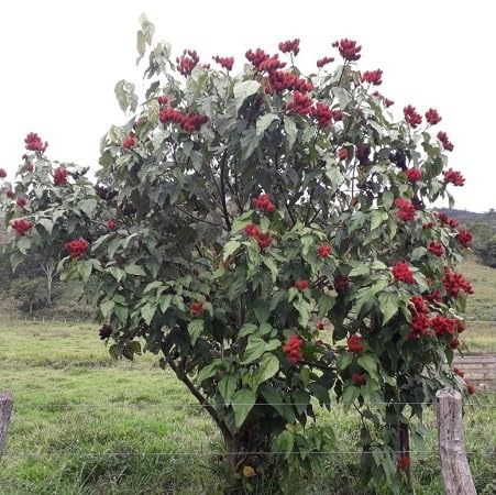 1kg Sementes de Urucum Para Produção De Mudas Arvores nativas