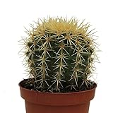 Echinocactus Grusonii, Cactus natural grande exterior, Asiento de la suegra, Cactus erizo, Cactus grande globular, Cactus redondo.