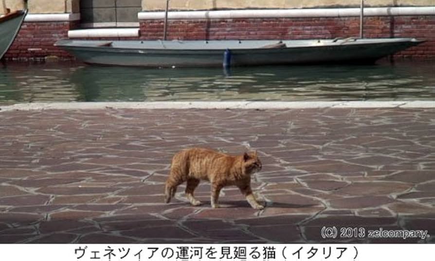 Amazon.co.jp: 地中海・猫たちのクロニクル(Blu-ray Disc) : DVD