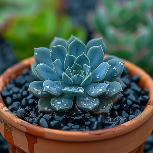 Image of HappyFiller 0.88 LB Black Gravels Small Stones Succulent Mini Rocks | Planter Soil Cover Pebbles,Fairy Garden,Terrarium,Lucky Bamboo,Cactus Topper Dressing Decor,Aquarium Fish Tank Bottom Granule