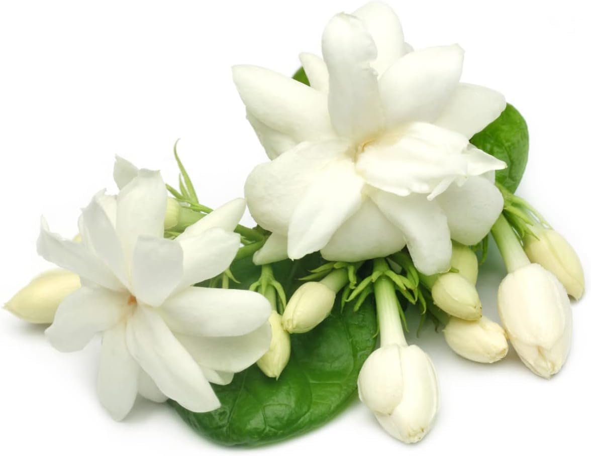 50pcs Jasmine Seeds for Planting, Non-GMO Heirloom, 90