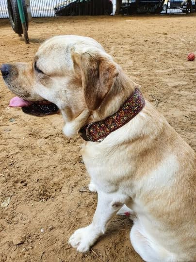 Bequemes Hundehalsband mit weicher Polsterung extra breit 5cm, Zugstopp verstellbar, sicheres Martingale, Stoffhalsband sanft & leicht (bis 38cm Hals- 44cm Kopfumfang inkl 6cm Zugstopp, chrom)