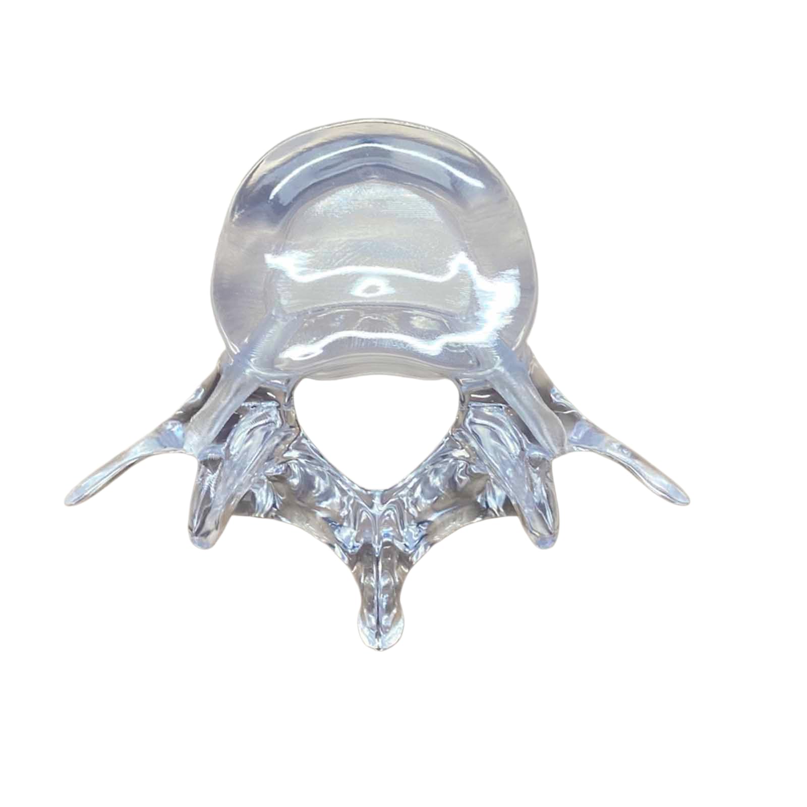 YRQMGSF Transparent Lumbar Spine Model - Pet Lumbar Spine Training Model - for Medical Student Study Teaching Demonstration