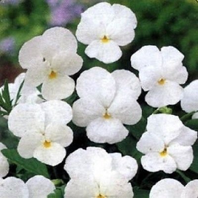 50 Pansy Crystal White Pansy SEMI DI Fiore
