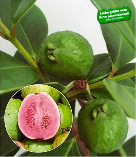 BALDUR Garten Echte Guave 1 Pflanze Psidium guajava
