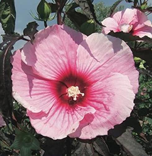 XXL Hibiscus moscheutos 'Summer Storm'® – Riesenhibiskus Staudenhibiskus, winterharte Staude mit riesigen rosa Blüten, mehrjährig, pflegeleicht, ideal für Garten & Kübel