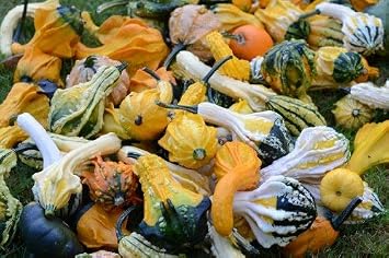 PREMIER SEEDS DIRECT - Gourd Seeds - WARTY Mixed 400 Seeds