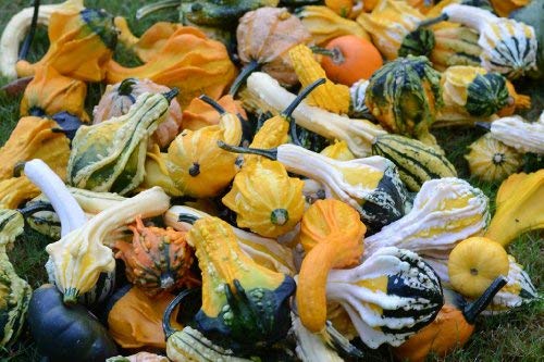 PREMIER SEEDS DIRECT - Gourd Seeds - WARTY Mixed (400 Seeds)