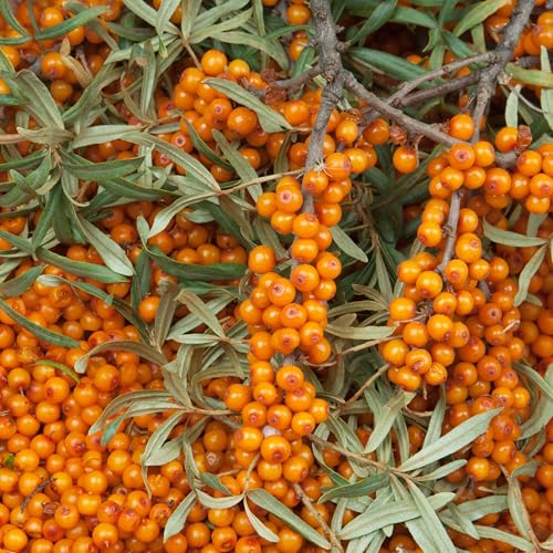 Earthcare Seeds Sea Buckthorn 100 Seeds (Hippophae rhamnoides) Heirloom - Open Pollinated