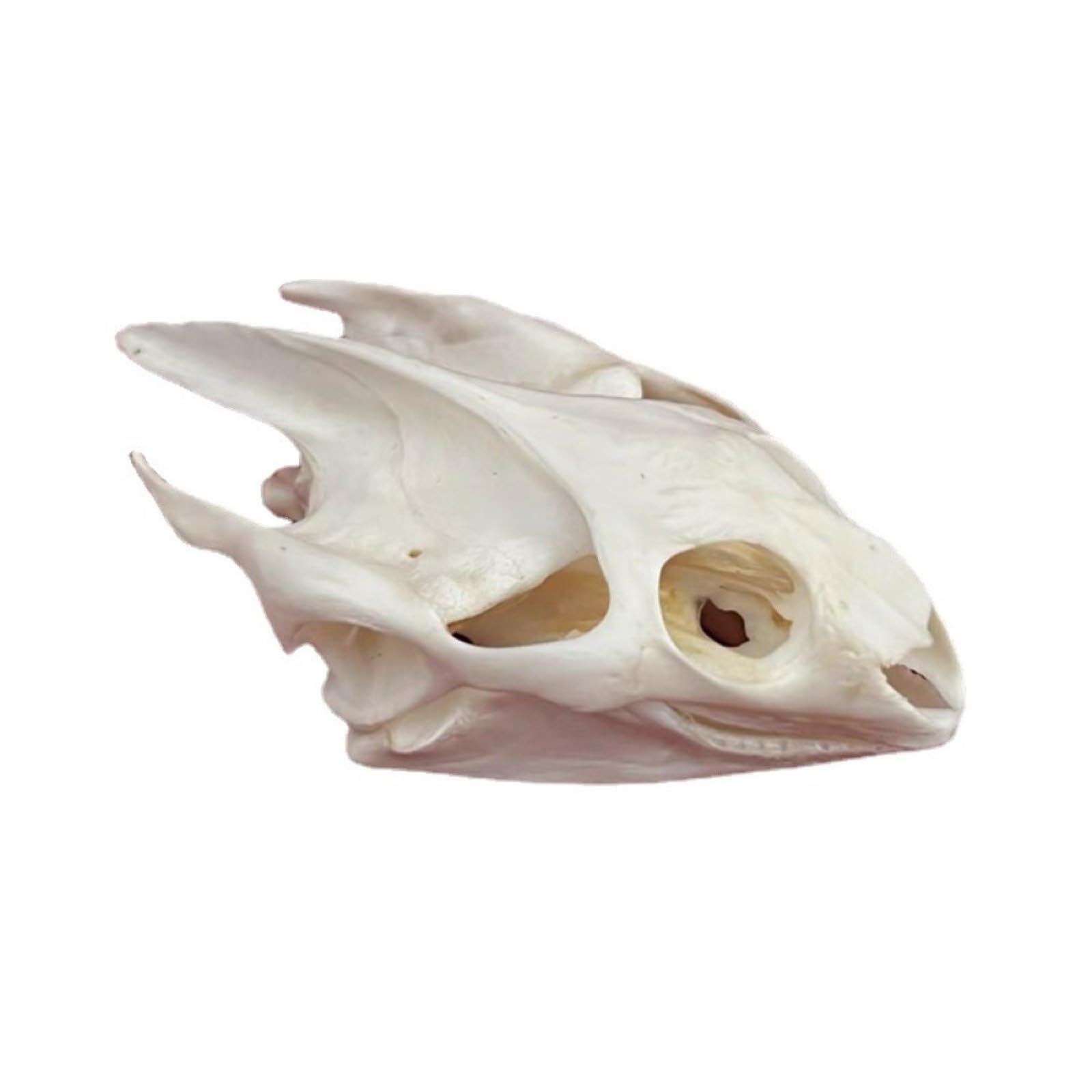 DRXRD Taxidermy Animal Skulls, Real Animals Bones Specimen, Natural Skull Decoration, for Home Decor and Showcase Exhibition Turtle Skull