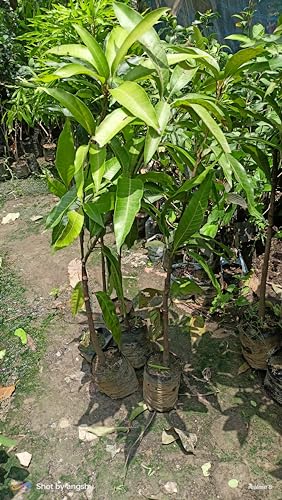 Image of Fast-Growing Thai Mahachanok Mango Plant - Enjoy Fresh Mangoes In No Time Fruit After 1.5-2 Years Hybrid 1 Healthy Live Plant (Grafted Plant, 2-3 Feet Height) PB 28