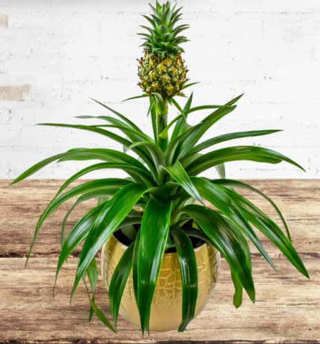 unique planters for succulents Animal Ceramic Planters for Indoor Succulents and Cacti, Small Pots with  Drainage