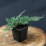 48 Stück Juniperus horizontalis Wiltonii von Intragarten | immergrüne und winterharte Bodendecker | Blauer Kriechwacholder im 9cm Topf