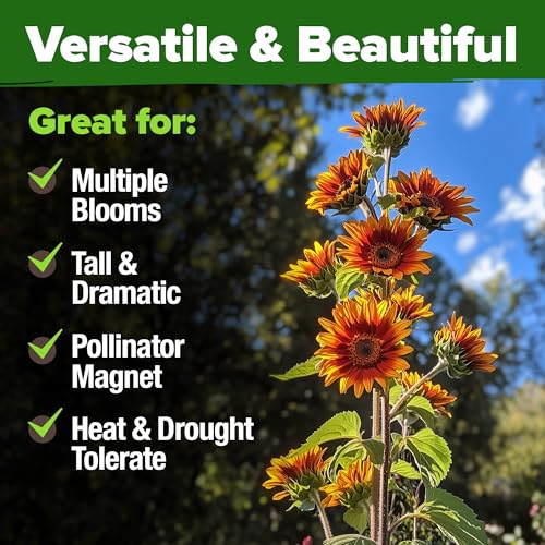 Image of HOME GROWN Autumn Beauty Sunflower Seeds to Plant 40 Heirloom Non-GMO Sunflower Seeds for Planting Blooms for Pollinator Support, and Ornamental Flower Garden (Helianthus annuus)
