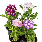 Flores de varios colores. Pack de 4 Verbena Hybrida Plantas de Exterior con Flores de Colores Pack Ahorro de Plantas de Exterior